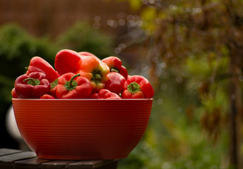 Red bowl with fresh ripe red sweet paprika in garden