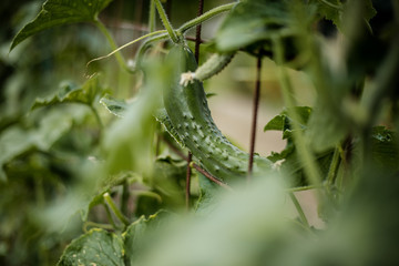 organic home grown cucumber 