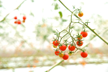 Close up of fresh tomato in greenhouses background. Growing on a branch. Green blur background.