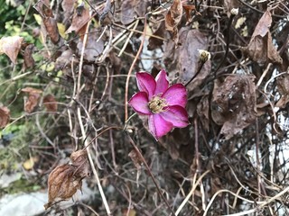Fleur d’automne 