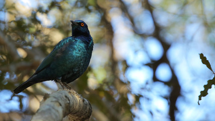 Estornino brillante o estornino de El Cabo, Parque Nacional Kruger, Sudáfrica