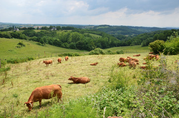 Fototapeta na wymiar Limousin cattle grazing in a meadow