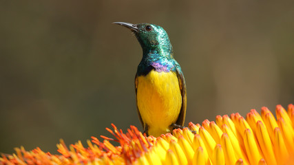 Sunbird en el Parque Nacional Kruger de Sudáfrica