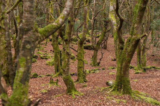 Moss covered trees in Barna Woods, Galway