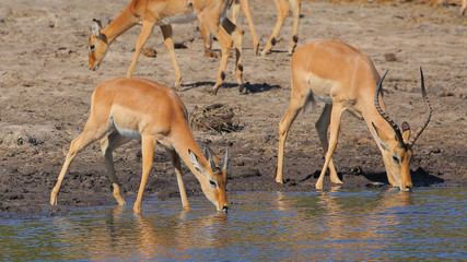 Impalas en el Parque Nacional Chobe, Botswana