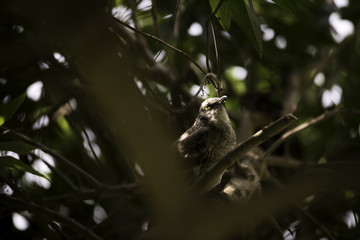 long-tail sinsonte
