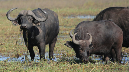 Obraz premium Búfalo en el Río Cuando, Parque Nacional de Chobe, Botswana