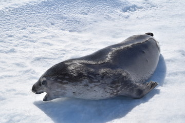 Obraz premium antartica