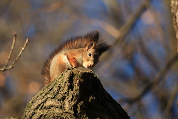 red-haired furry squirrel in autumn park