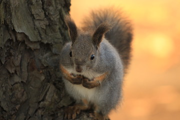 red-haired furry squirrel in autumn park