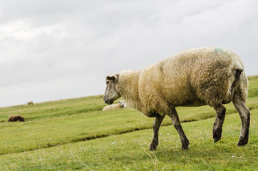 dreckiges Schaf an der Nordsee