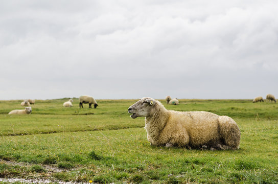 Schaf bl&ouml;kt die Herde an