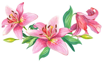 Pink lilies.Floral Illustration