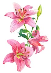 Pink lilies.Floral Illustration - obrazy, fototapety, plakaty