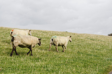 Naklejka na ściany i meble Schafe laufen nach rechts