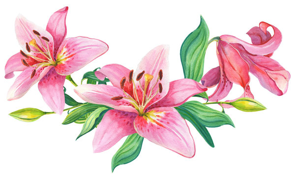 Pink lilies.Floral Illustration