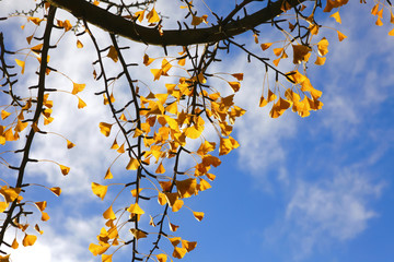 Ginkgo (Gingko biloba) im Herbst