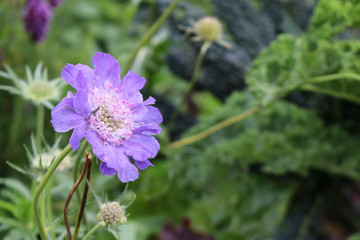 Scabia scabiosa blue purple flower