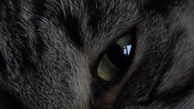 cats eye close up