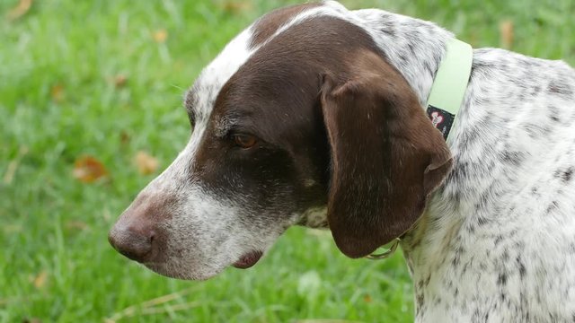 Dog looks around in grass - close up
