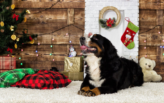 Bernese Mountain Dog in anticipation of the new year