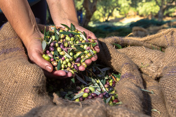 Woman keeps some of the harvested fresh olives in a field in Crete, Greece for olive oil production.