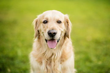 golden retriever - obrazy, fototapety, plakaty