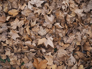 Carpet of fallen maple leaves