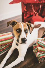 Christmas dog surrounded by presents