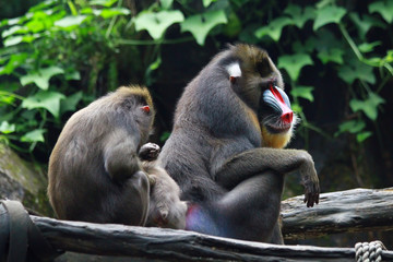 Mandril, mandril monkey 