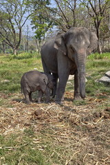 Elephant and her child - 182446484