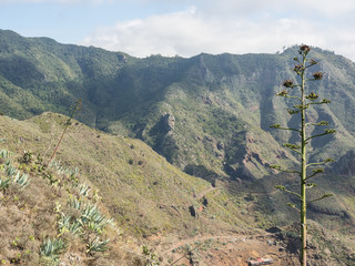 die Kanareninsel Teneriffa