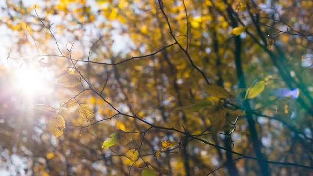 Beautiful autumn background of yellow leaves against blue sunshine
