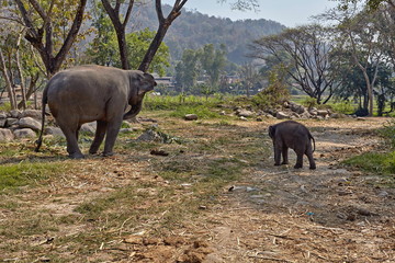 Elephant and her child - 182446874