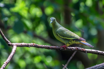 Scenic sunset view to Hawa Mahal in Jaipur, India