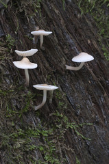 Mycena galericulata mushrooms