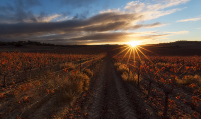 Sun spikes over a red vineyard in Estella, Navarra