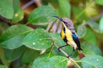 Purple sunbird or Cinnyris asiaticus
