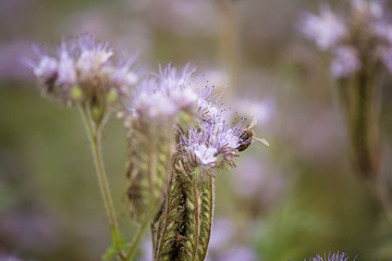 Obraz premium close up phacelia flower field full of bees pollinating