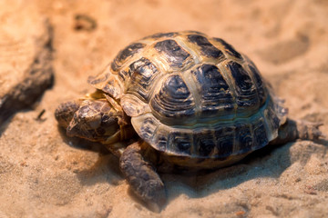 Small Russian tortoise or Agrionemys horsfieldii
