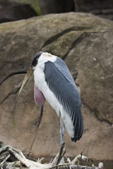 Marabou Stork Portrait