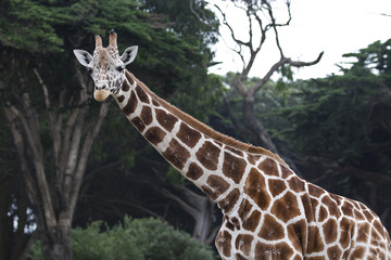 Portrait of a Reticulated Giraffe