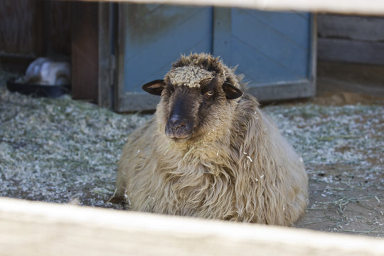Woolly Sheep
