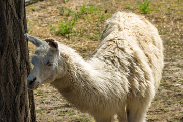 Portrait of a white lama