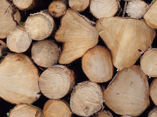 Baumst&auml;mme - Rohstoff - Brennholz - Bauholz - M&ouml;belholz