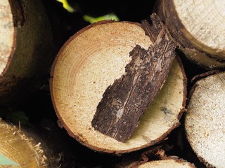 Waldsterben - Borkenkäfer fressen sich durch die Rinde eines Fichtenbaums