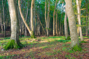 Buchenwald auf Insel Rügen an einem Tag im Herbst