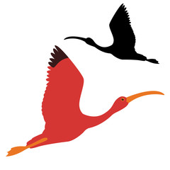 ibis bird vector illustration black silhouette profile side flat