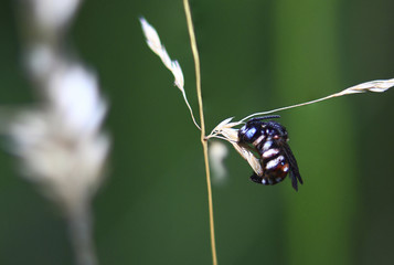 On a blade of grass.On a dry blade of grass weighs little fly with blue eyes.