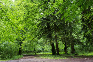 old trees in the forests of Abkhazia. June 2016